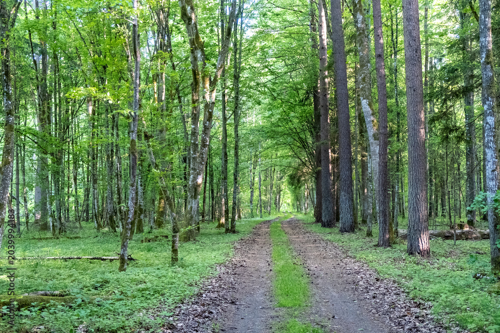 Fototapeta premium Dirt road through mixed forest in Bialowieza Forest in spring, Poland