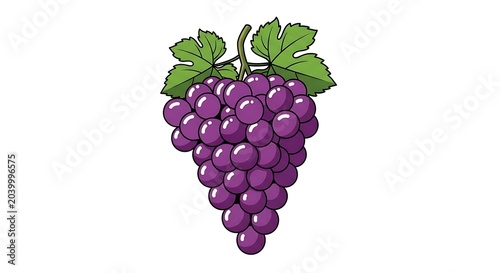 Fresh purple grapes with green leafy vine cluster.