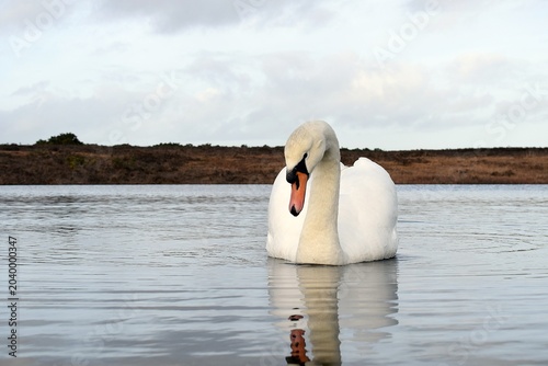 Photos Mute Swan Swimming on Calm Water with Reflection