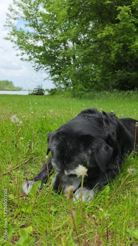 A large, old dog gnaws on a bone in the grass.


