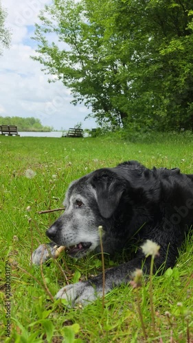 A large, old dog gnaws on a bone in the grass.
