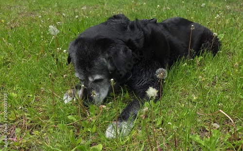 A large, old dog gnaws on a bone in the grass.



