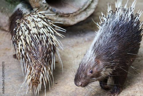 Close up the malayan porcupine animal