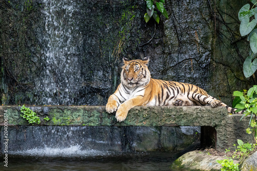 Close up bengal tiger is beautiful animal and dangerous in forest
