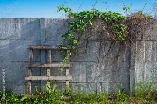 Photography A weathered concrete panel fence and a leaning wooden trellis are overgrown with fresh green common hops vines and tangled dry brush under a bright blue sky