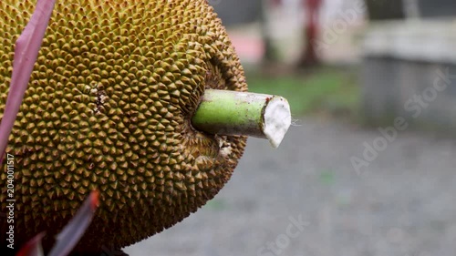 Jackfruit Sap (Latex) Dripping from Freshly Harvested Jackfruit. The tropical fruit's spiky textured skin is clearly visible while the sticky milky sap slowly oozes from the stalk.