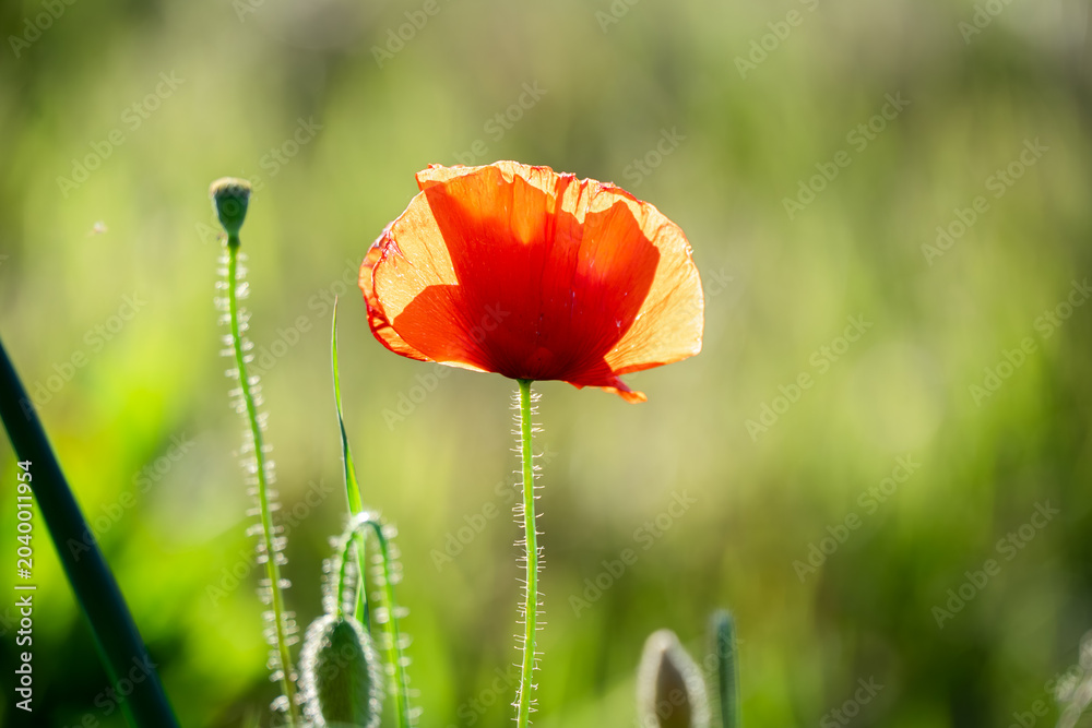 Fototapeta premium Close‑up of a red poppy, Papaver rhoeas, backlit by bright sunlight with translucent petals and hairy stem showing natural beauty and fragility in rural Marche, Italy