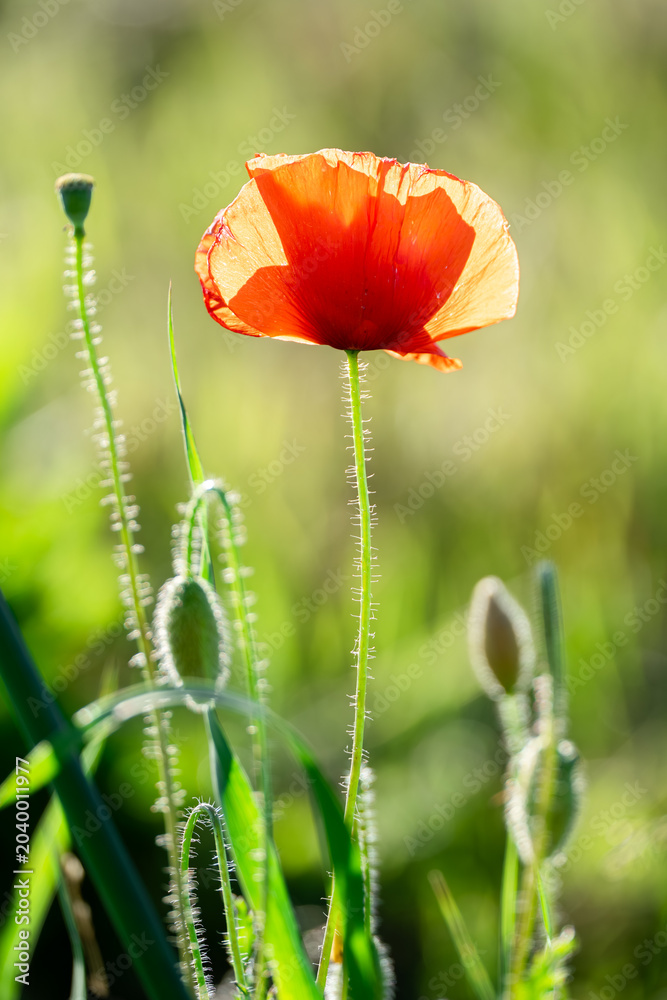 Fototapeta premium Close‑up of a red poppy, Papaver rhoeas, backlit by bright sunlight with translucent petals and hairy stem showing natural beauty and fragility in rural Marche, Italy