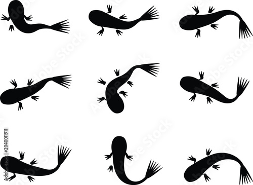Canvastavla Black axolotl newt salamander silhouette vector set, tadpole aquatic animal icon