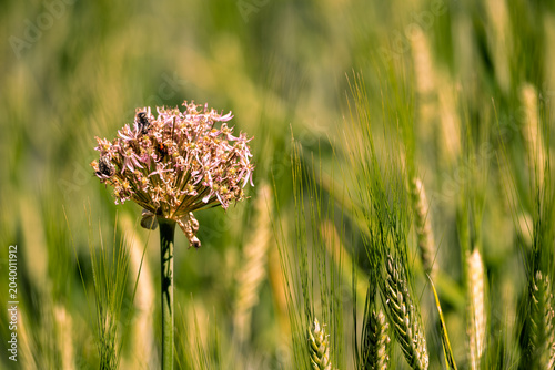 Close‑up of wild garlic, Allium ampeloprasum, with fading umbels and insects among green wheat under sunlight showing natural botany, seasonal cycle and rural landscape in Montefeltro, Marche, Italy