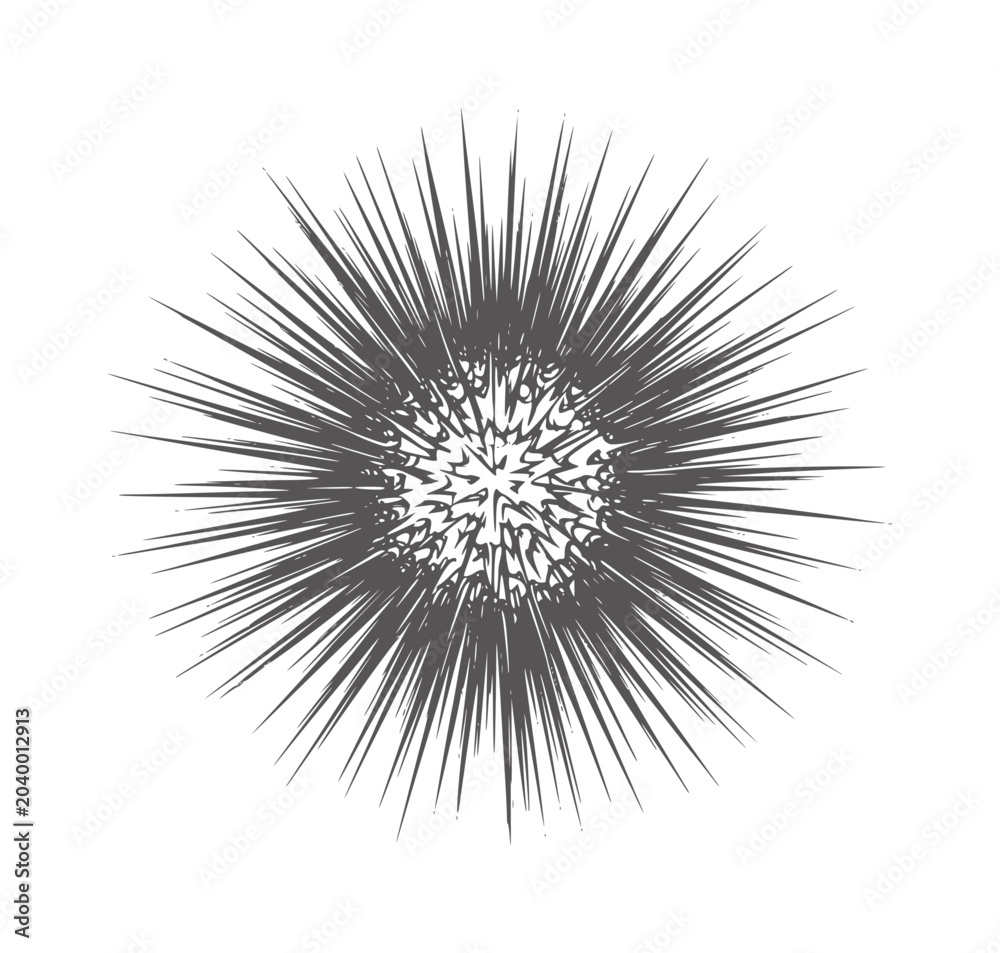 Fototapeta premium Dark gray spiky sea urchin silhouette white