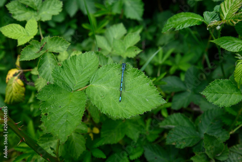 Blue northern damselfly sitting on blackberry leaf. Detail of Azure colored dragonfly (Coenagrion puella) resting on green blackberry  leaf.