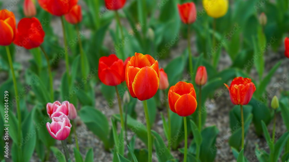 Naklejka premium Vibrant Red and Orange Tulips Blooming in the Spring Garden