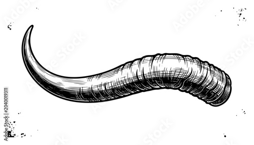 Obraz na płótnie Sharp curved animal horn or tusk with organic textured surface, vintage hand-dra
