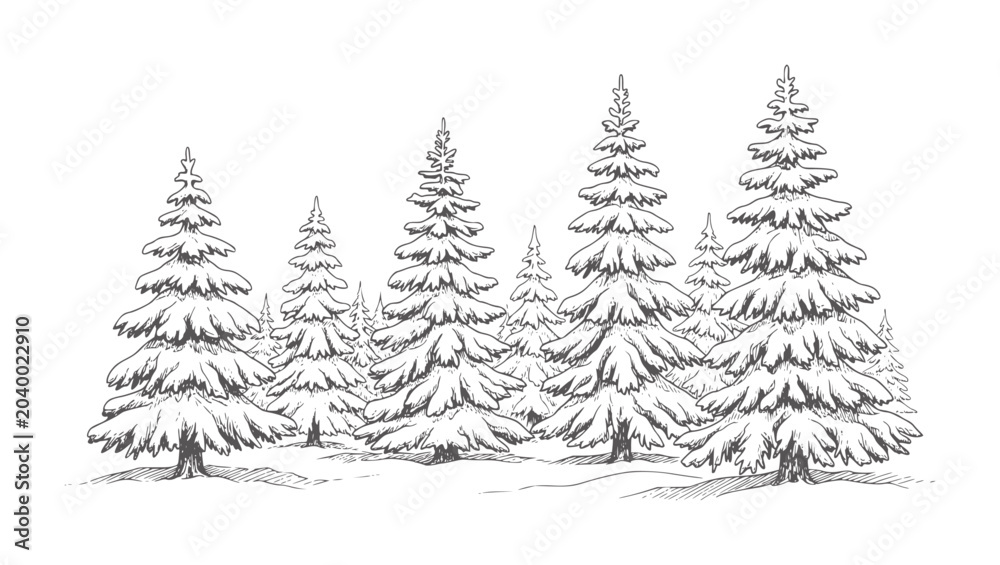 Fototapeta premium Hand drawn of snow covered pine trees in a forest winter