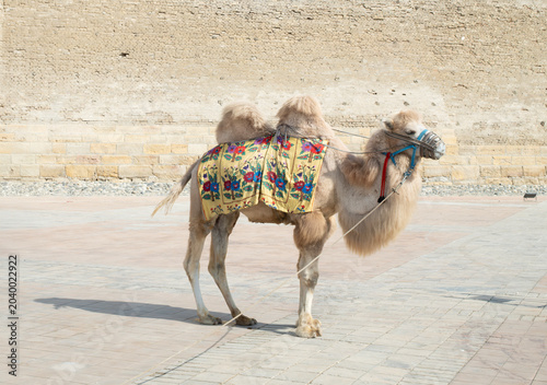 Bactrian camel or called two-humped camel is domestic animal in uzbekistan, central asia