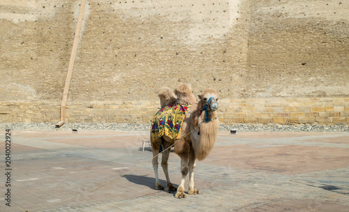 Bactrian camel or called two-humped camel is domestic animal in uzbekistan, central asia