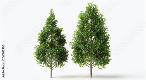 Two green trees on white background