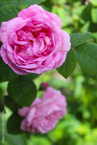 pink rose with green leaves