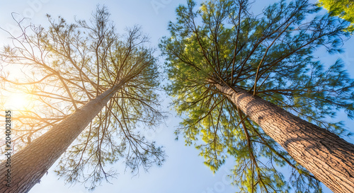 Tall trees with green and bare branches against a clear blue sky