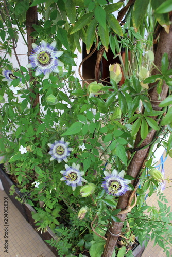Passiflore bleue fleurie sur une terrasse (vue verticale plongeante)