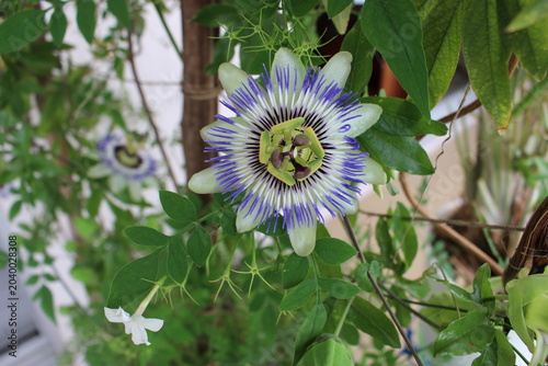 Gros plan sur une fleur de passiflore bleue