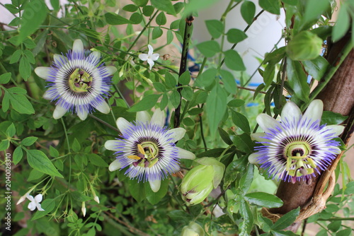 Trois fleurs de passiflore bleue et jasmin blanc