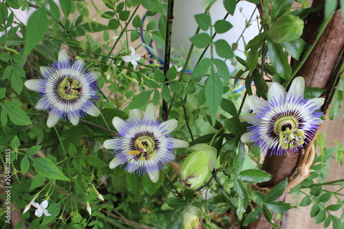 Fleurs de passiflore bleue (sur une terrasse)
