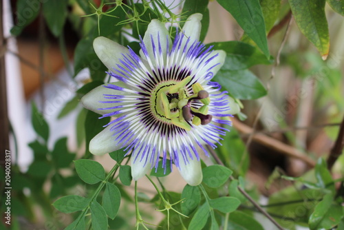 Bild auf Leinwand Fleur de passiflore bleue