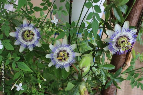 Trois fleurs de passiflore bleue