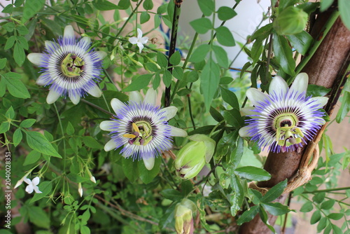 3 fleurs de passiflore bleue (sur une terrasse)