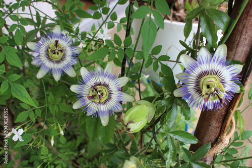Trois fleurs de passiflore bleue sur une terrasse