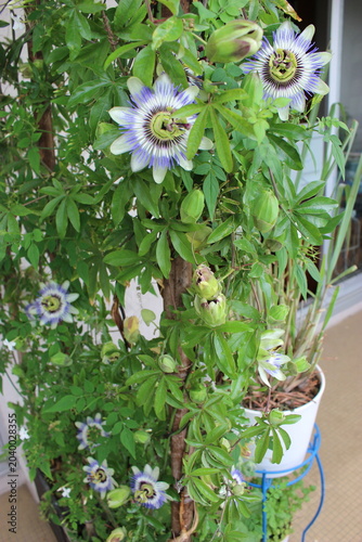 Passiflore bleue fleurie sur une terrasse (vue plongeante verticale)