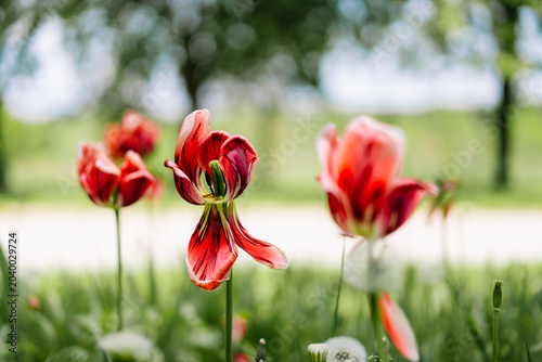 Vibrant red tulips bloom under a sunny sky in a lush green garden.