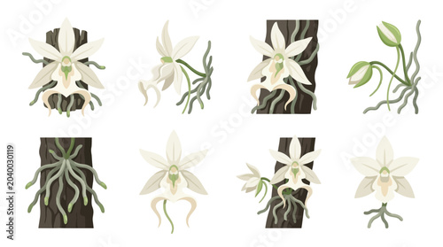 Ghost Orchid Flower Vector Illustration | Rare Exotic Botanical Artwork | Elegant Tropical Wildflower Design