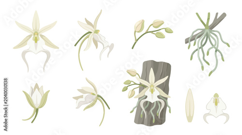 Ghost Orchid Flower Vector Illustration | Rare Exotic Botanical Artwork | Elegant Tropical Wildflower Design