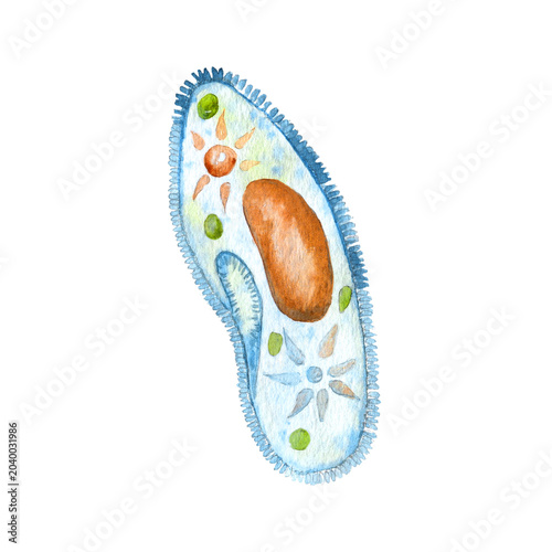 Hand drawn cell of Infusoria Slipper in watercolor