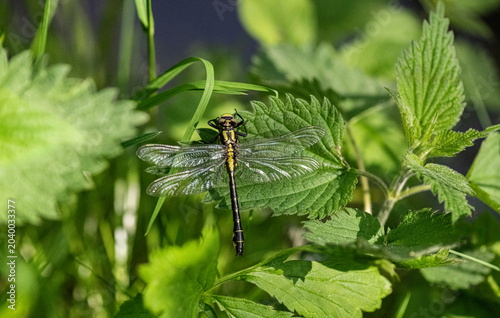 A dragonfly in a meadow, among the green grass