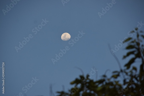 Quadro em tela A beautiful gibbous moon shining through a deep twilight sky, framed perfectly by the soft silhouette of tree leaves at the bottom