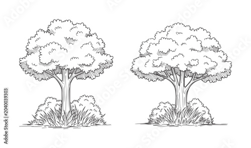 Fotografi Two hand drawn trees with bushy foliage and grassy bases nature