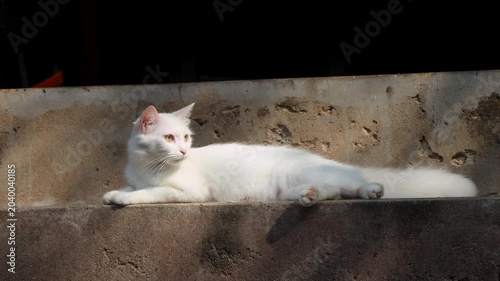 Cute White Fluffy Cat Relaxing and Looking Around Outdoors