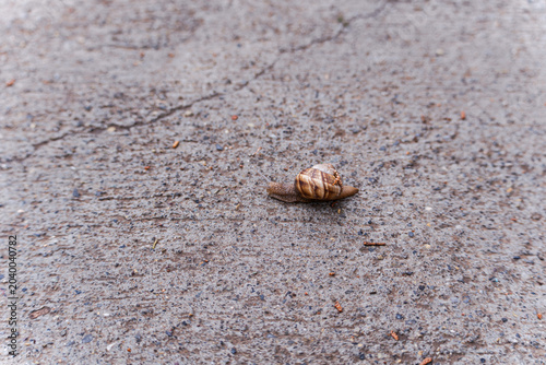 Snail on the park path