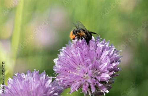 A close-up of a small bumblebee searching for pollen on the flowers of chives.