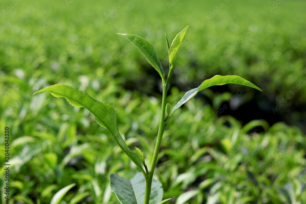 Fototapeta premium Detailed shot of pure organic green tea foliage in organic farm