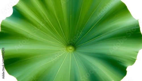  “Large fresh green lotus leaf with natural wavy edges and visible veins, highly detailed texture, vibrant tropical green tones, realistic botanical illustration style. Isolated on transparent backgro