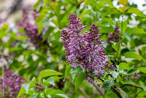 Blooming lilac bush in the spring park