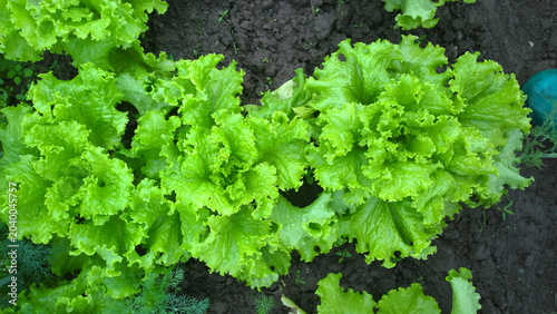 Green Salad Leaves on Garden Bed Closeup