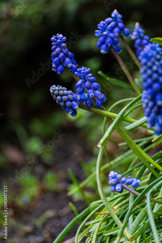 Grape hyacinth flowers in the forest