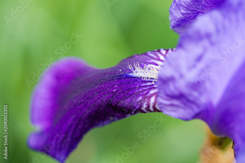 Close up of petal of blue iris flower in the meadow