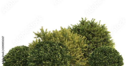 Schilderij op canvas Green Trees on transparent background